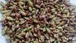 RIBES NIGRUM (Ribes nero) – gemme